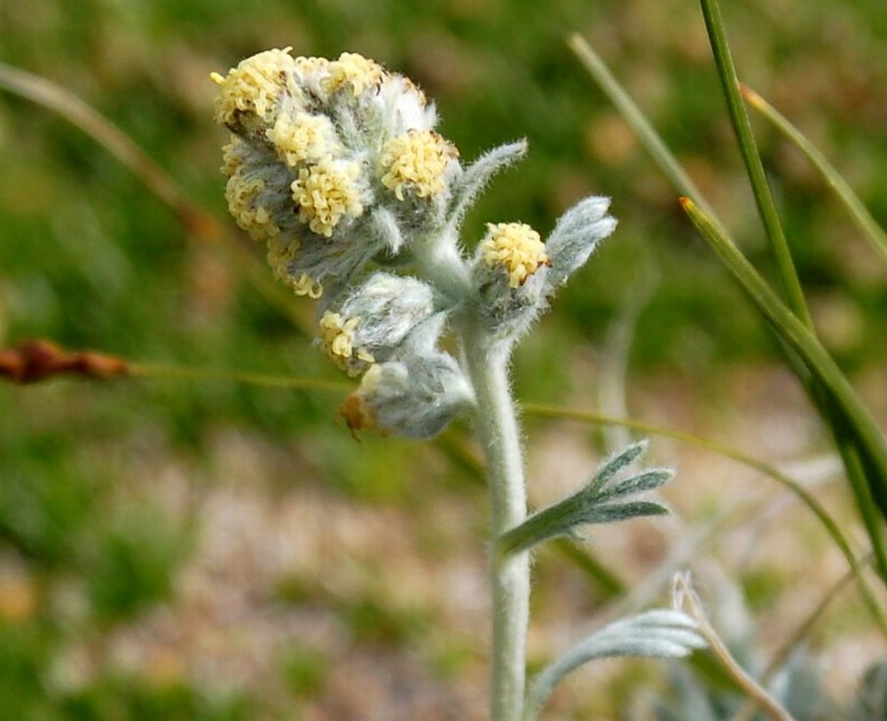 Fioriture magellensi  6